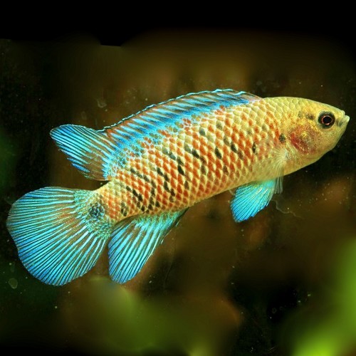 Badis badis - Blaubarsch M